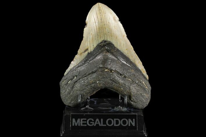 Huge, Fossil Megalodon Tooth - North Carolina #124412